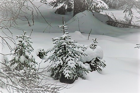 Ehrwald