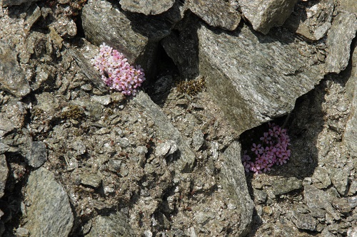 Gletscher