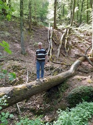 Klingenberg