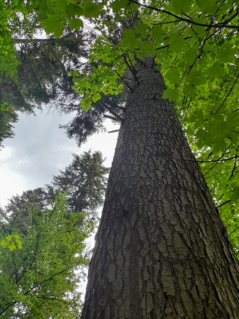 Wutachschlucht