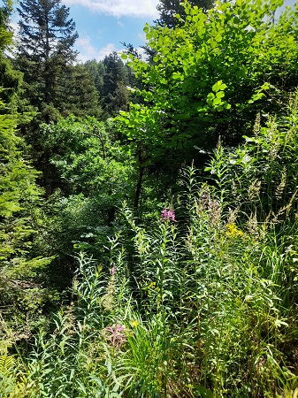 Lotenbachklamm