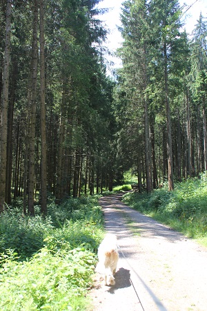 Windgfaellweiher