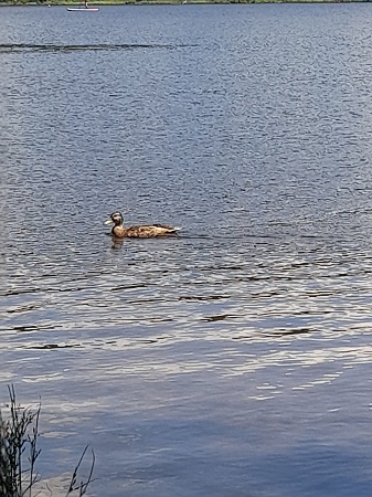 Windgfaellweiher