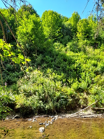 Haslachschlucht