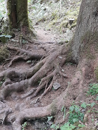 Haslachschlucht