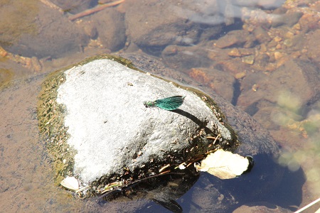 Haslachschlucht