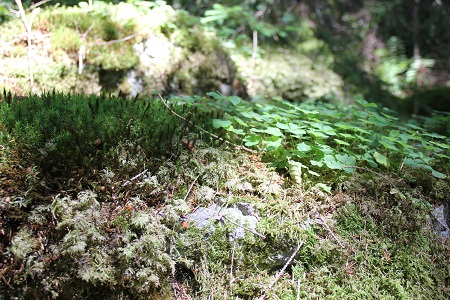Haslachschlucht