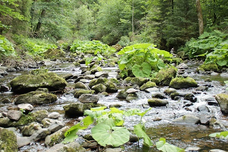 Haslachschlucht