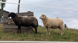 Tierische Nachbarschaft