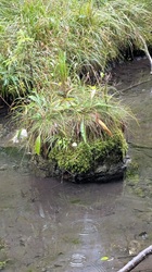 Eine Insel im Bach