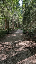 Gut begehbarer Waldweg ...