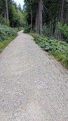 Forststraße zurück nach Adlgass
