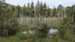 Abstecher ins Moor