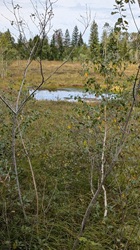 Moorwiese mit Wassertümpel