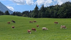Ah, Kalorien auf der Weide