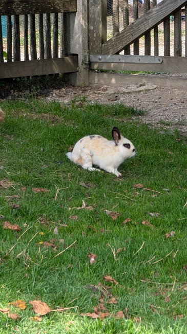 im Garten