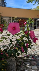 Riesige Hibiskusblüten