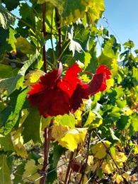 Herbst in den Reben
