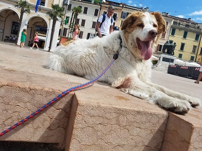 Salo