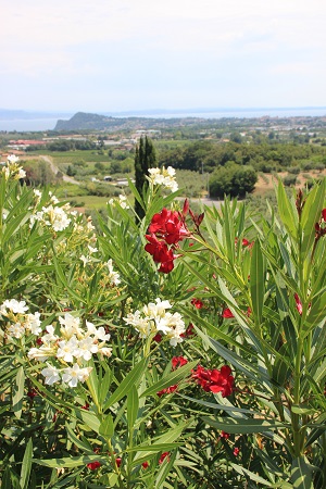 Castello