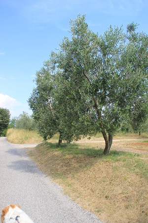 Castello