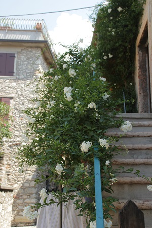 Malcesine