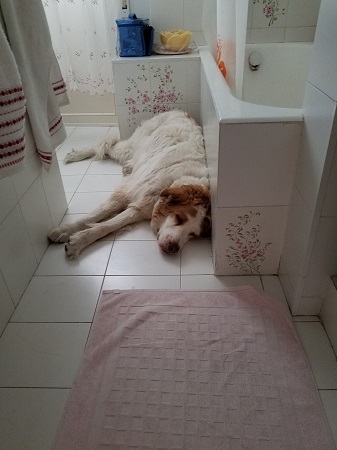 Lazy