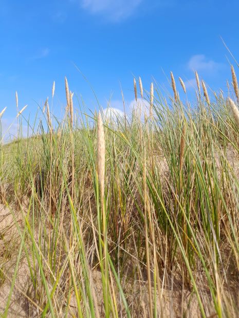 Tylösand