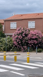 Oleander als Hecke