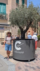 Colliore