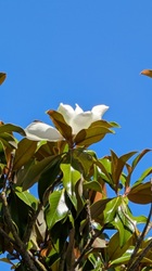 große Blüten