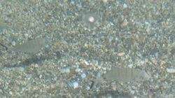 Fische direkt vorm Fuß