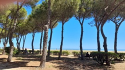 Pinienpromenade