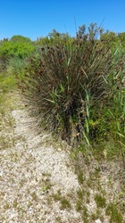 spezielles Gras