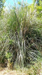 Riesengras