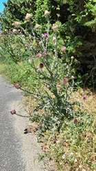 Distel am Straßenrand