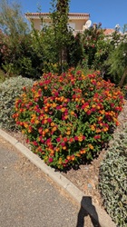 Blumen säumen den Weg im Ort