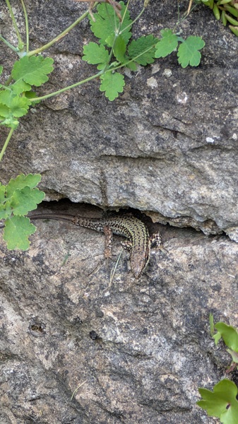 Baume - tierischer Einwohner