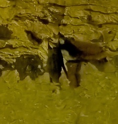 Fledermaus