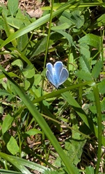 Es gibt auch blauer Schmetterlinge
